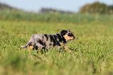 BERGER AUSTRALIEN PUPPIES 170